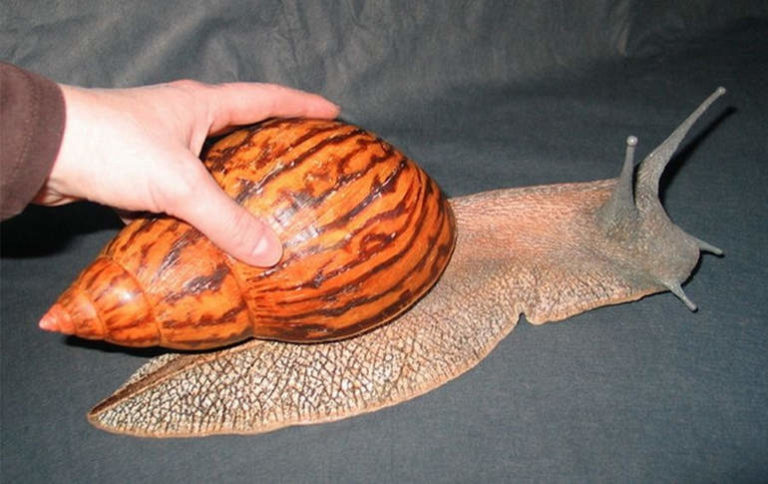 Самая большая сухопутная улитка: Achatina-achatina