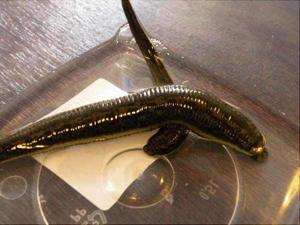 Самая большая пиявка: Haementeria ghilianii