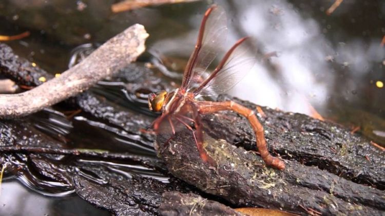 Самое быстролетающее насекомое: Austrophlebia costalis