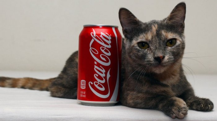 Самая низкорослая кошка в мире: Пиксель