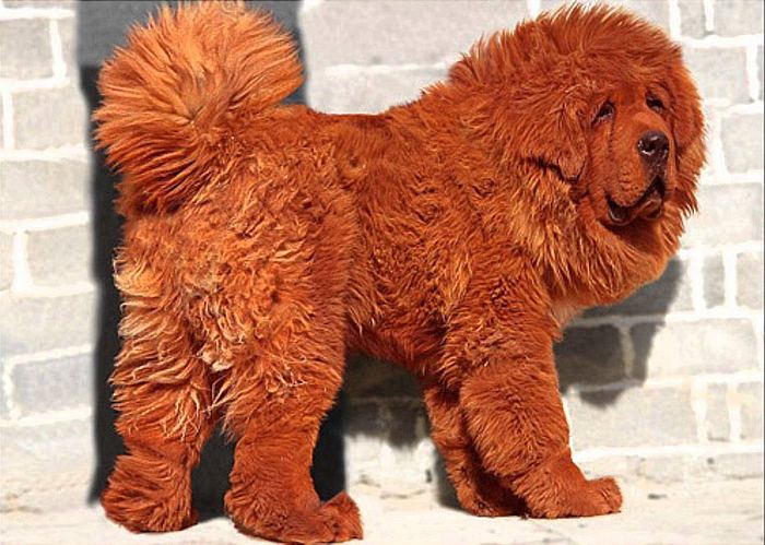 Тибетский мастиф — рекордно дорогая в мире собака