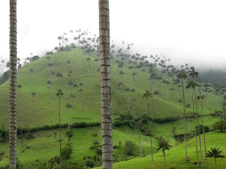 Самая высокая пальма: Ceroxylon quindiuense