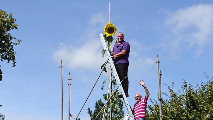Немецкий садовник вырастил рекордно высокий подсолнух
