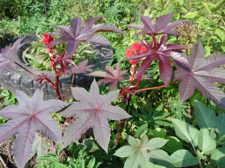 Самое ядовитое растение: клещевина