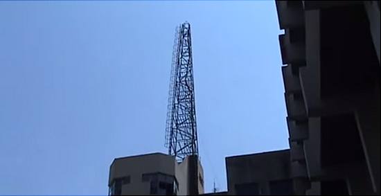 Самый высокий кактус, выращенный в домашних условиях