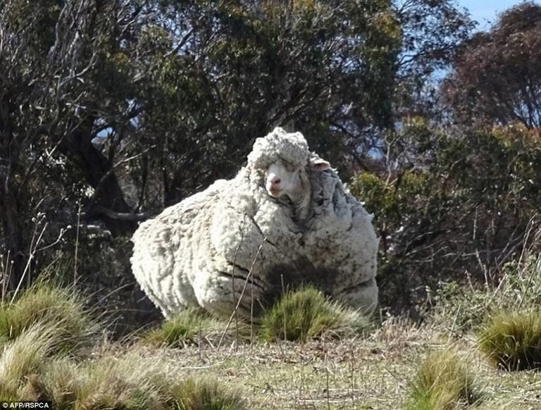 Самое большое количество шерсти, полученное с одной овцы