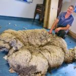 Самое большое количество шерсти, полученное с одной овцы Самое большое количество шерсти, полученное с одной овцы