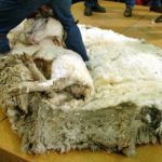 Самое большое количество шерсти, полученное с одной овцы Самое большое количество шерсти, полученное с одной овцы