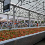 В Израиле создали рекордную порцию греческого салата В Израиле создали рекордную порцию греческого салата