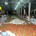 В Израиле создали рекордную порцию греческого салата В Израиле создали рекордную порцию греческого салата