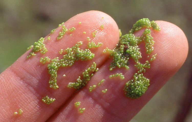 Самый маленький цветок: Вольфия