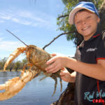 Самый крупный вид раков: Astacopsis gouldi Самый крупный вид раков: Astacopsis gouldi