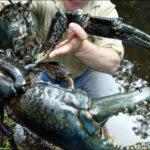 Самый крупный вид раков: Astacopsis gouldi Самый крупный вид раков: Astacopsis gouldi