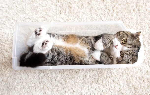 Кот Mugumogu: самый популярный кот в Youtube