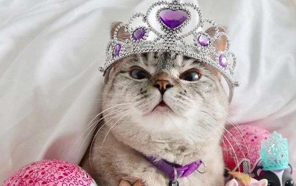Самый популярный кот в Instagram