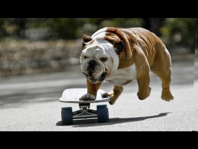 10 крутых собак в Книге рекордов Гиннесса