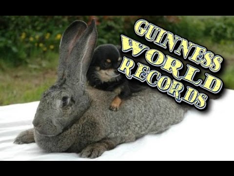 Животные в книге рекордов Гиннесса