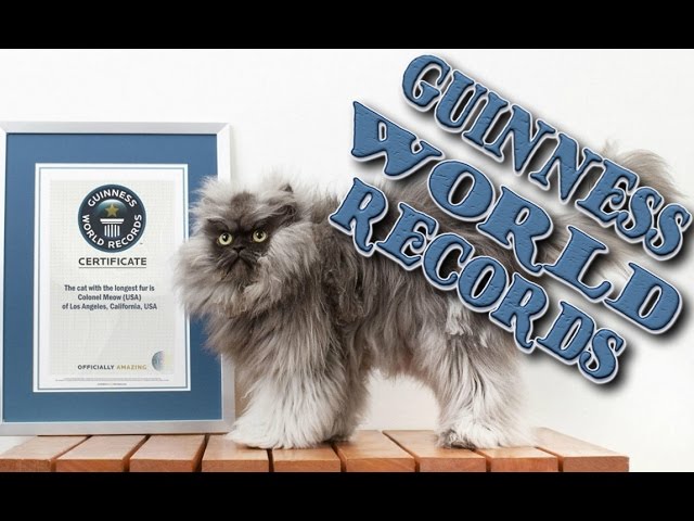 Коты в Книге рекордов Гиннесса
