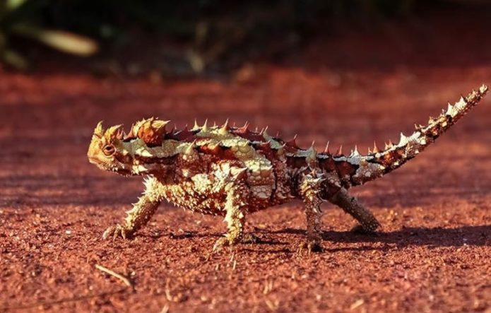 Самый ограниченный рацион питания для ящерицы в Книге рекордов Гиннесса
