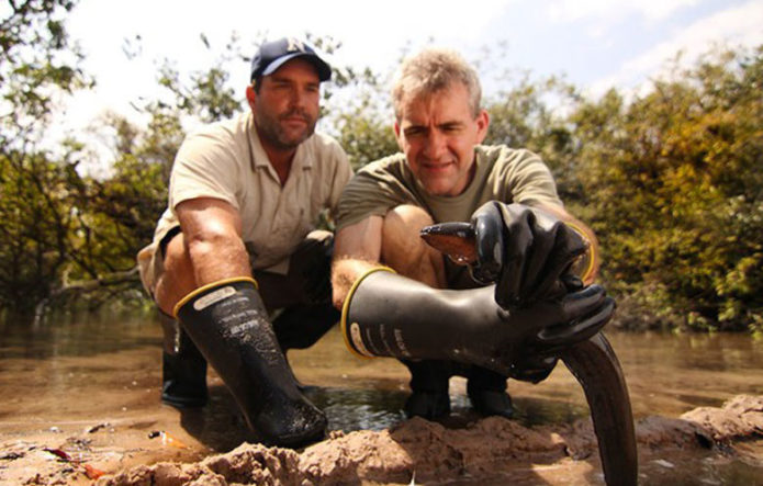 Самое электрическое животное