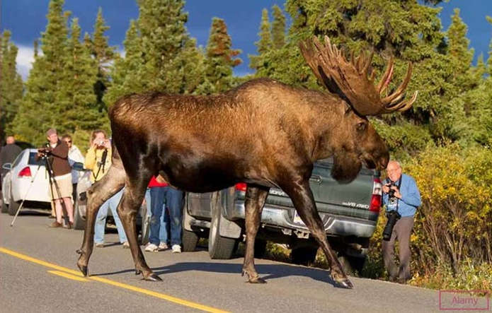 Самый большой лось