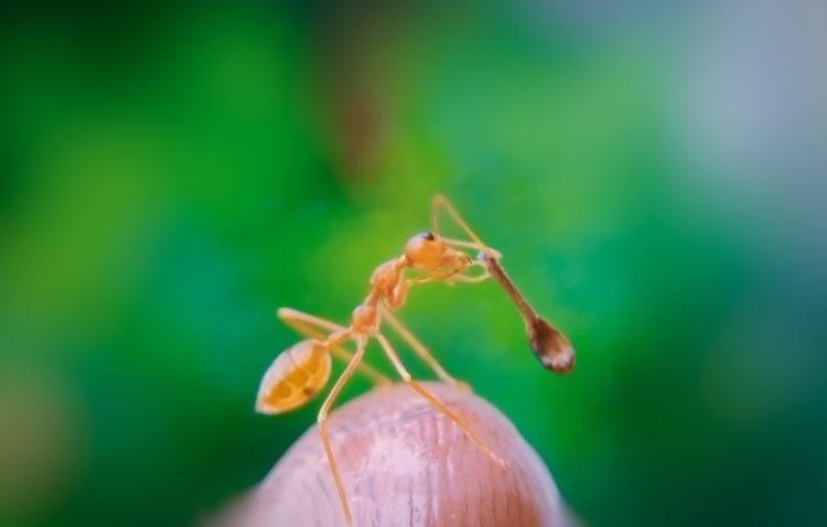 Самая маленькая деревянная ложка (2020)