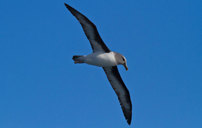 Самые быстрые птицы (2 рекорда)